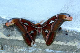 Image of Attacus taprobanis Moore (1882)