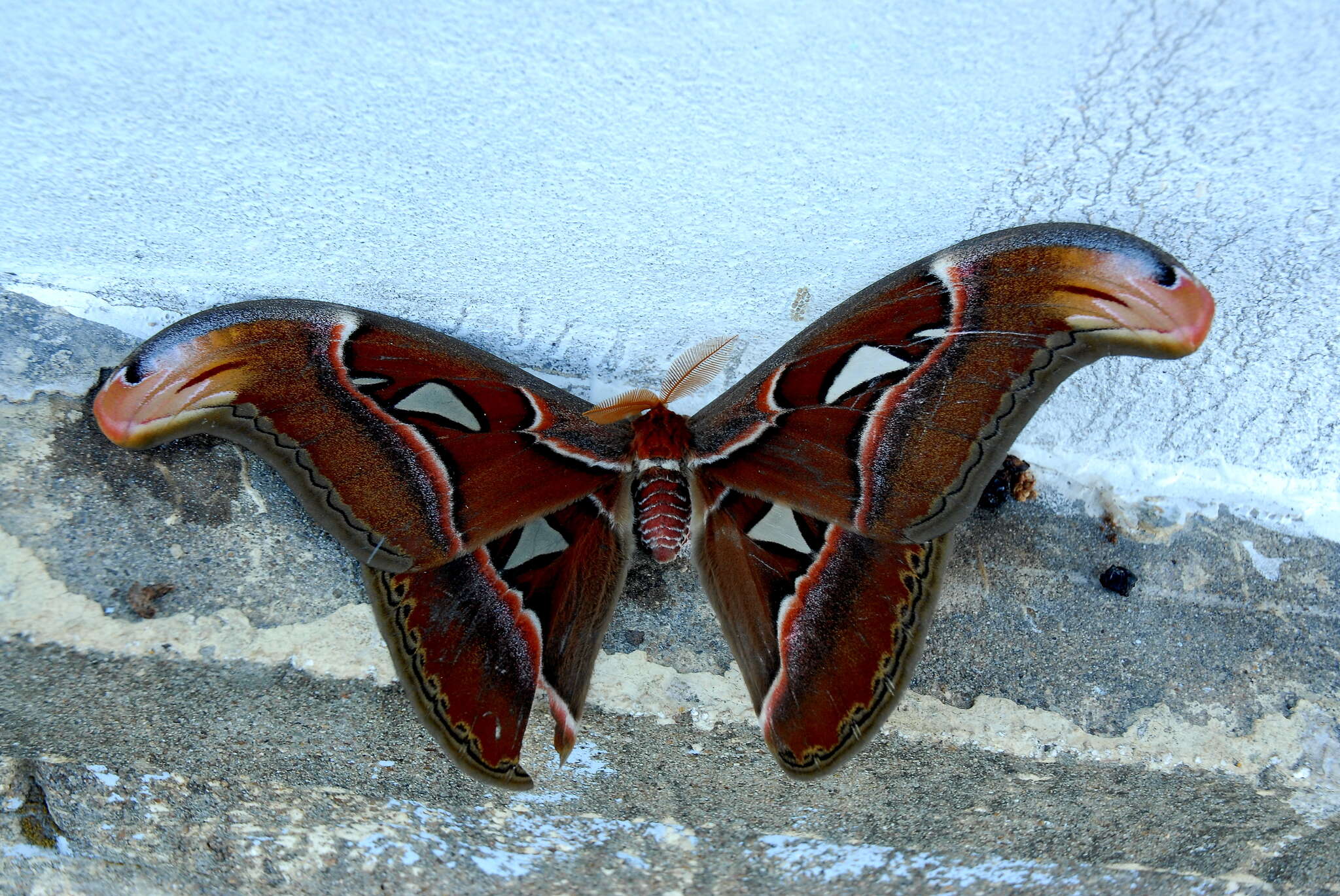 Image of Attacus taprobanis Moore (1882)