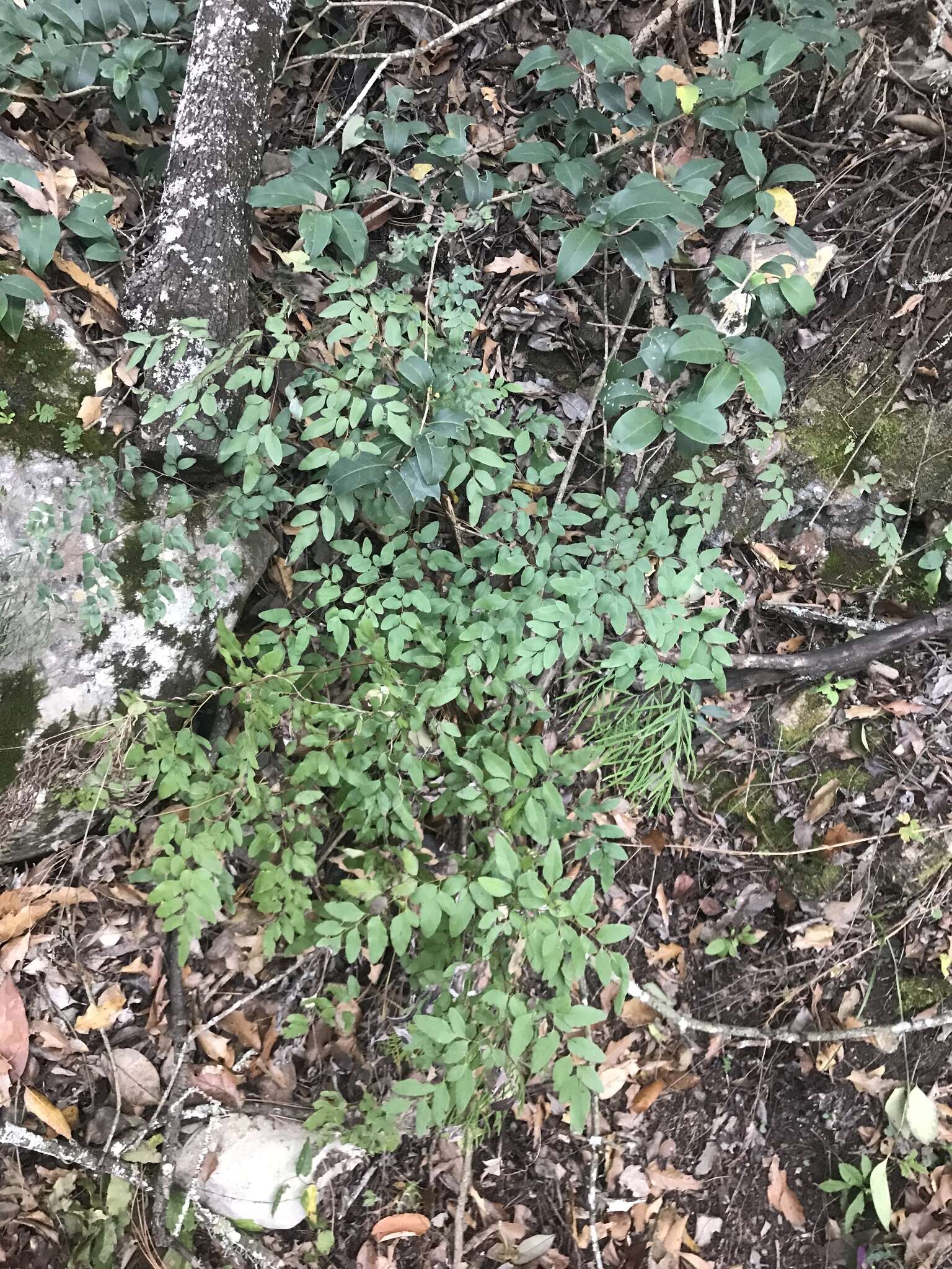 Слика од Llavea cordifolia Lag.