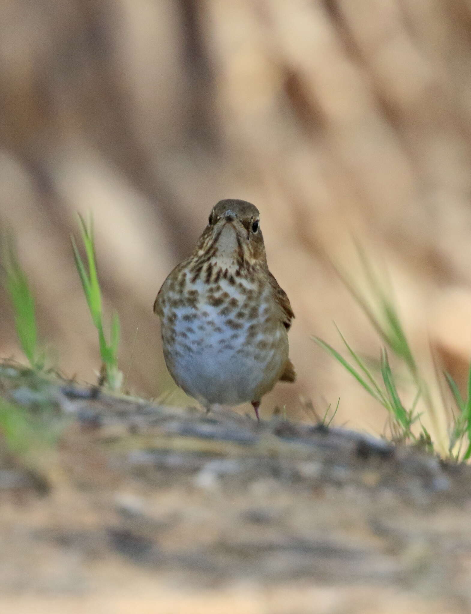 Image of Swainson's Thrush