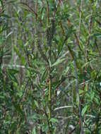 Image of Sachalin Willow