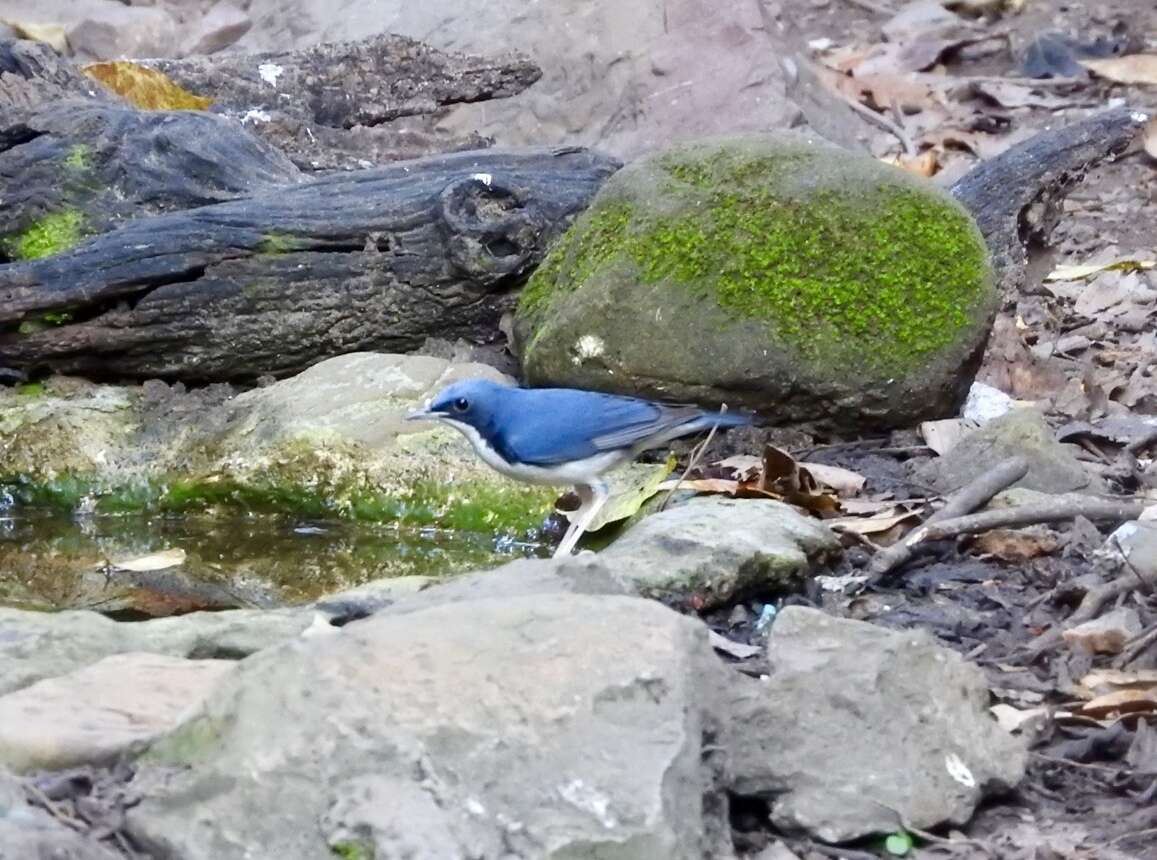 Image of Siberian Blue Robin