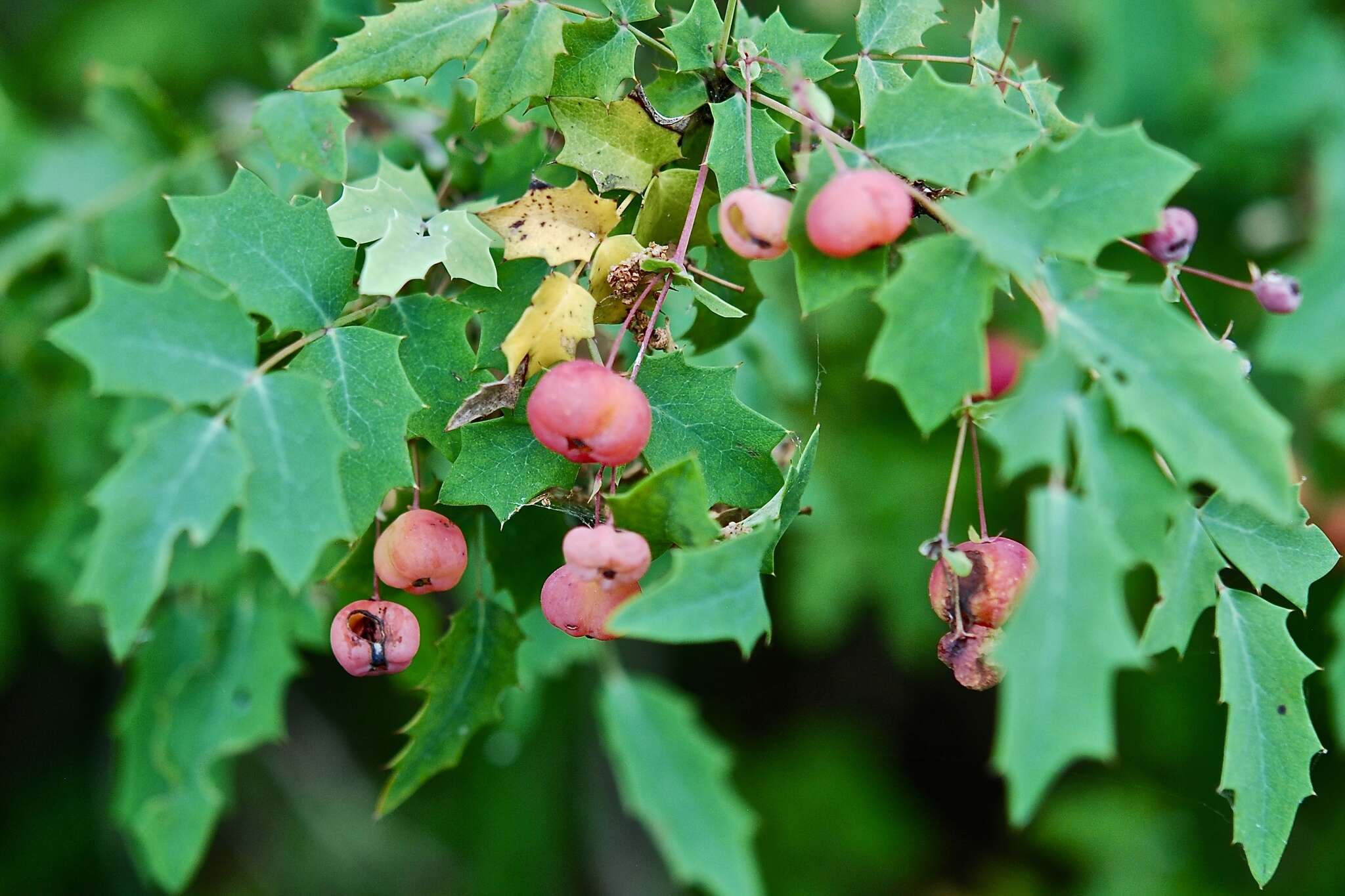 Image of Texas barberry