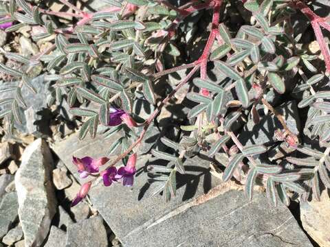 Astragalus gilmanii Tidestr.的圖片