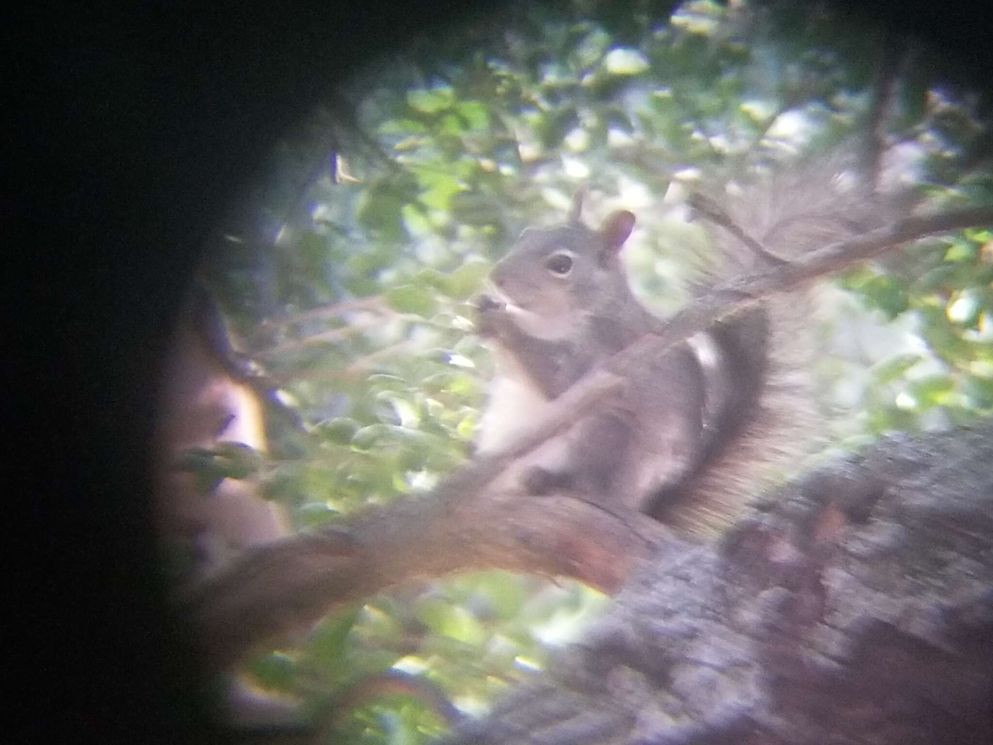 Imagem de Sciurus griseus anthonyi Mearns 1897