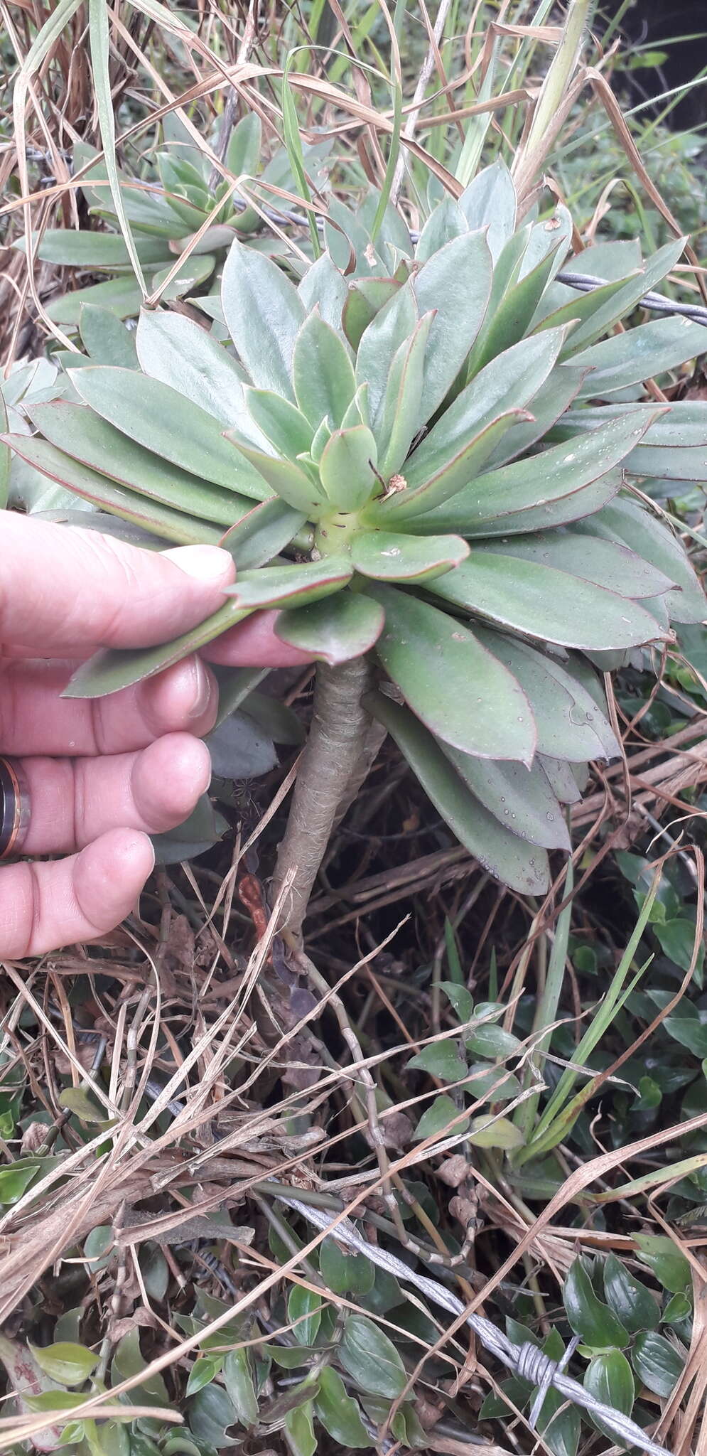 Image of Echeveria bicolor (Kunth) Walther