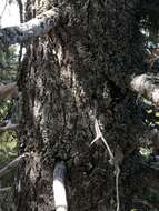 Image of Bristlecone Fir