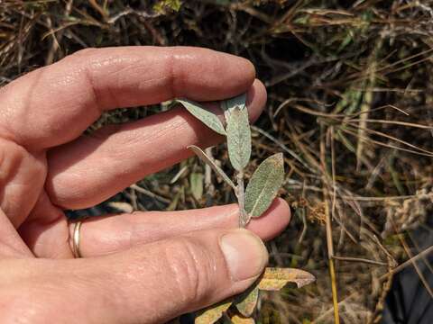 Image de Salix brachycarpa Nutt.