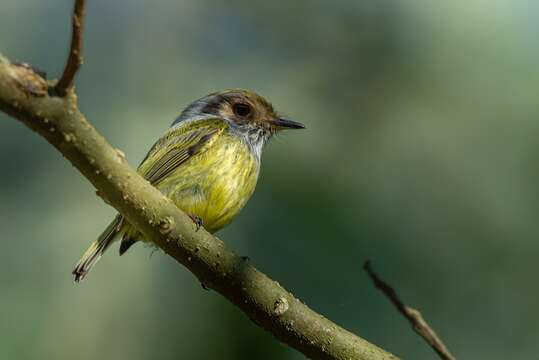 Image of Eared Pygmy Tyrant