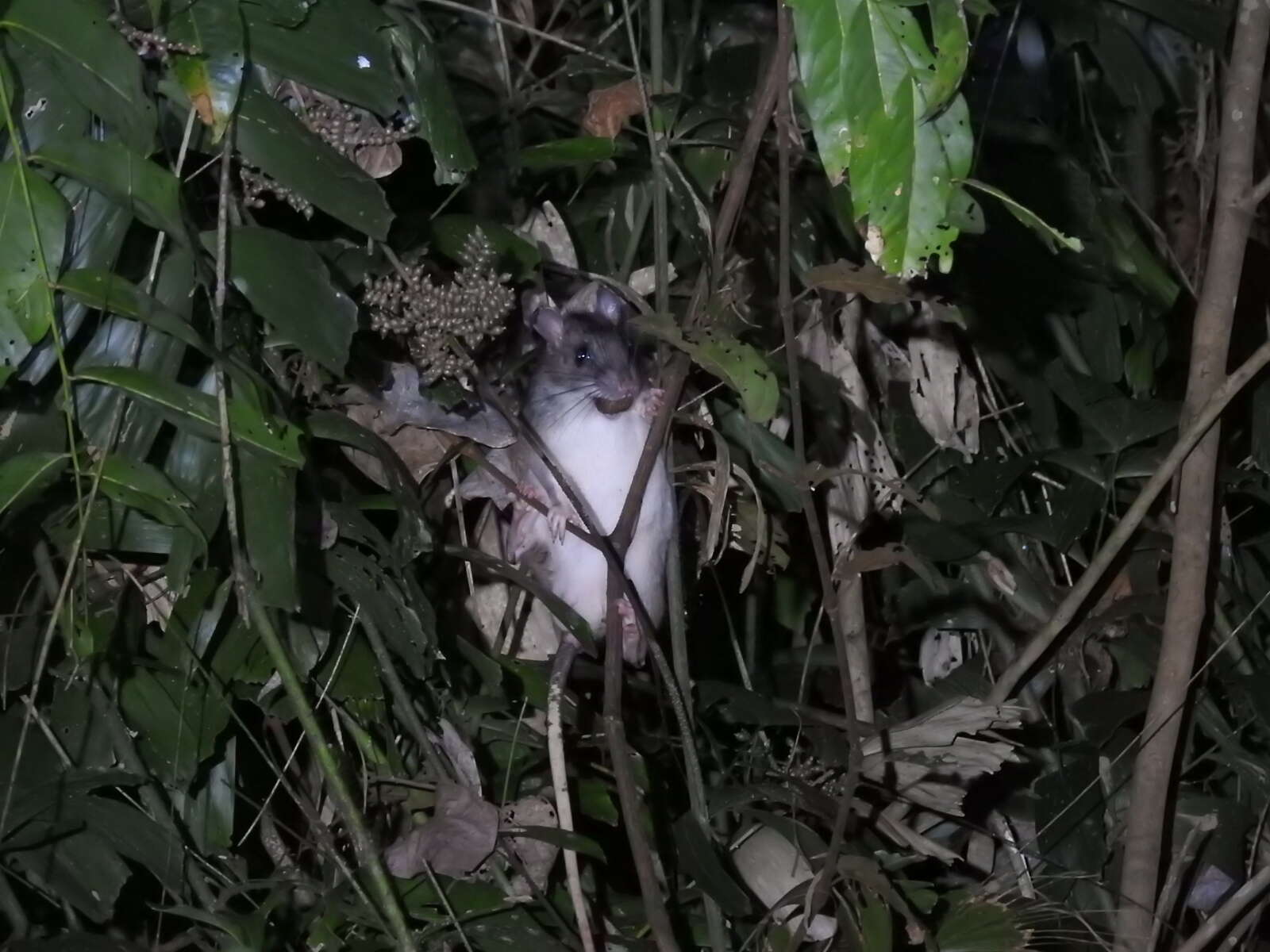 Image of Giant White-tailed Rat