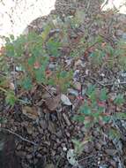 Image de Indigofera adenoides Baker fil.