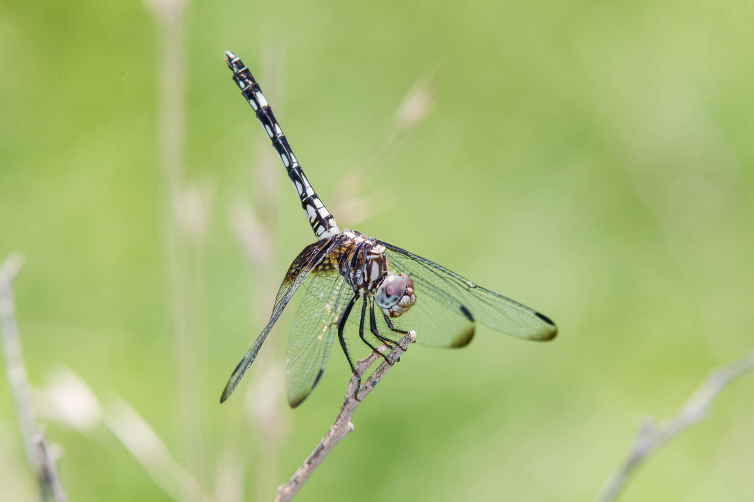 Image of Checkered Setwing