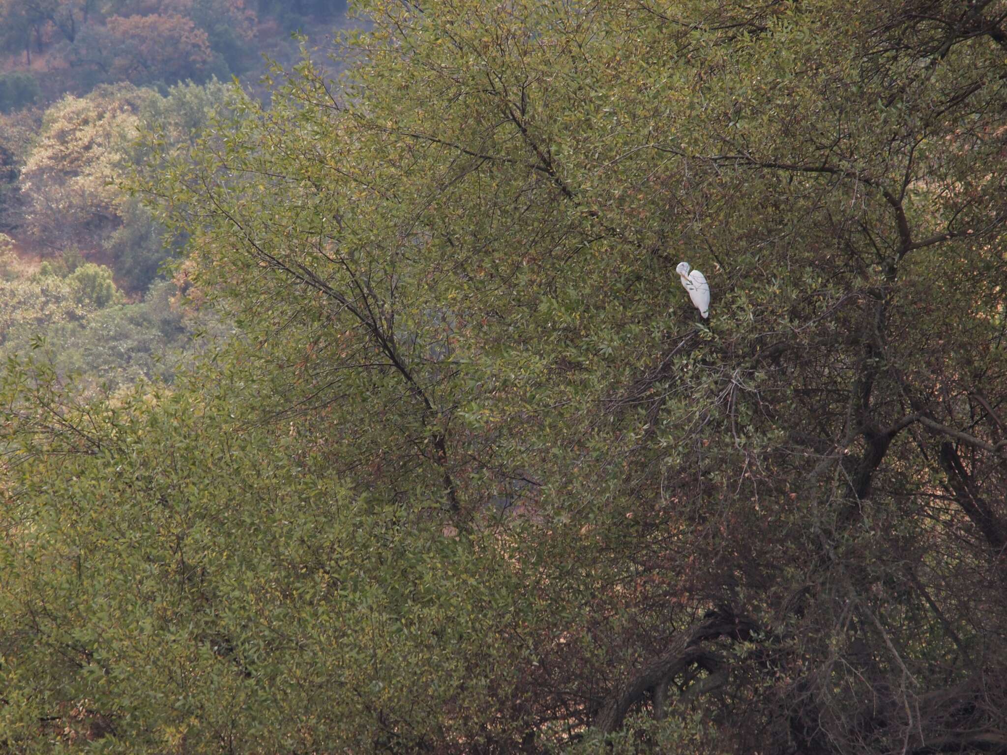 Image of Great Egret