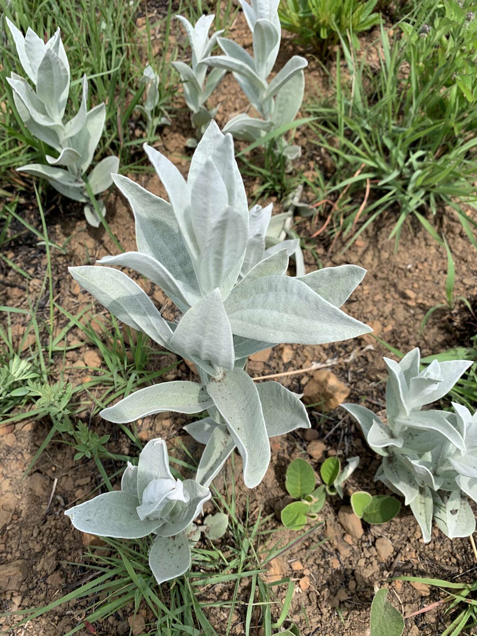 Image of Helichrysum thapsus (Kuntze) O. Hoffm.