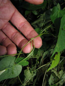 Imagem de Ipomoea aristolochiifolia (Kunth) G. Don