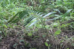 Image of Zamia prasina W. Bull