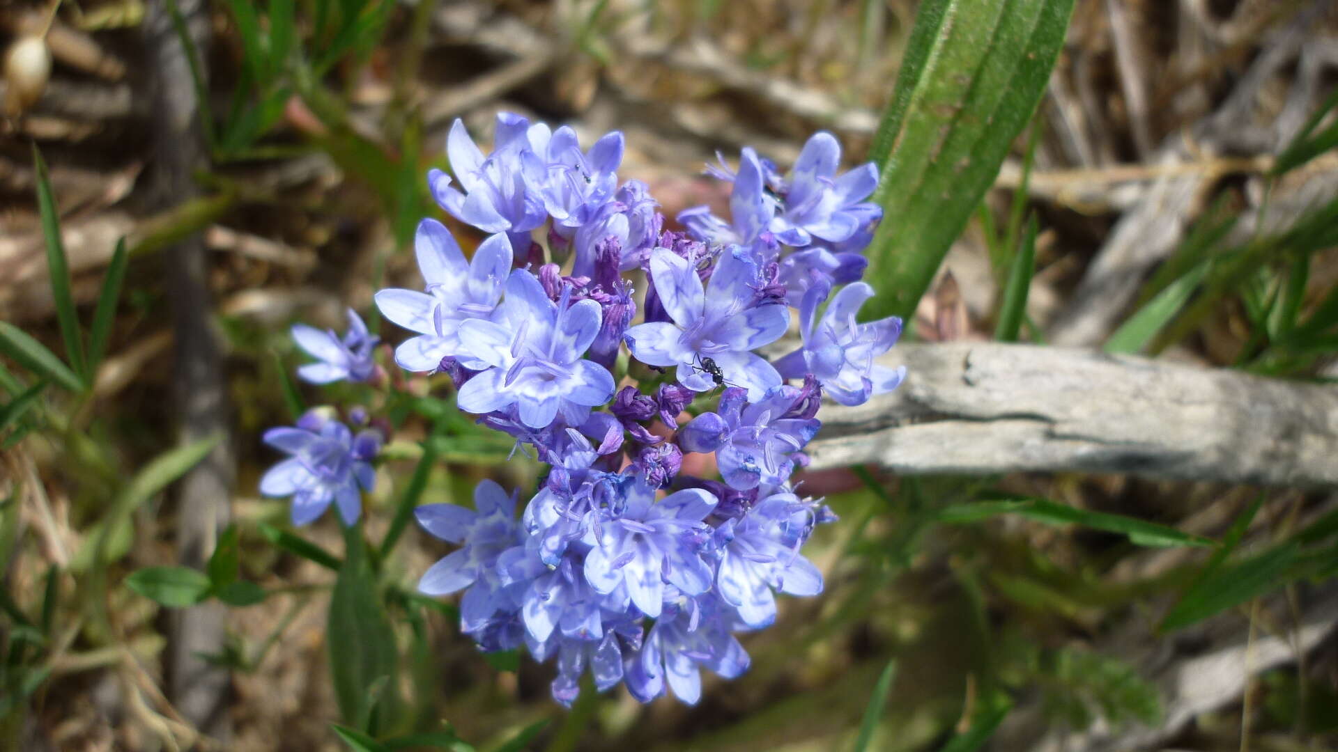 Image of Codonorhiza corymbosa (L.) Goldblatt & J. C. Manning