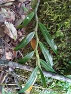 Image de Angraecum mauritianum (Poir.) Frapp.