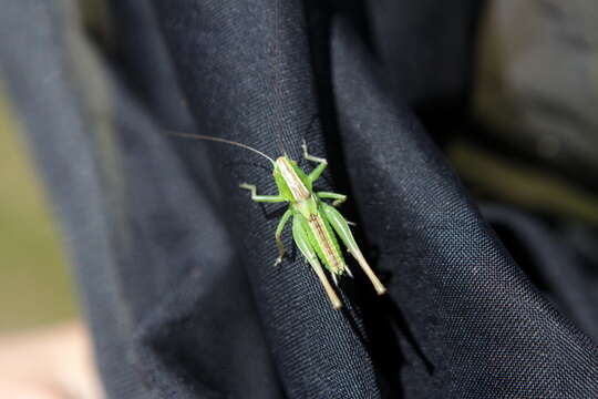 Image of two-coloured bush-cricket