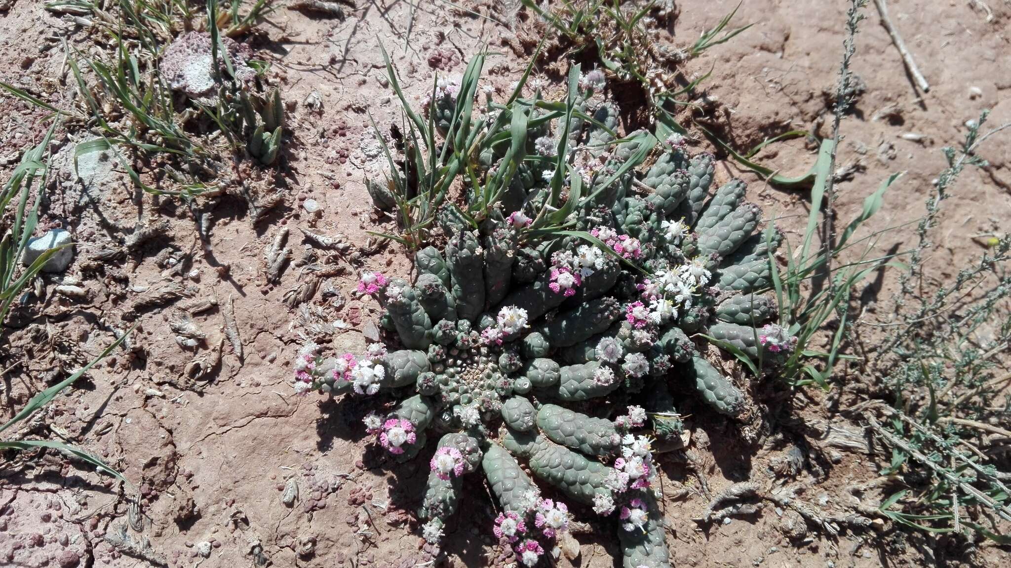 Image of Euphorbia inermis Mill.