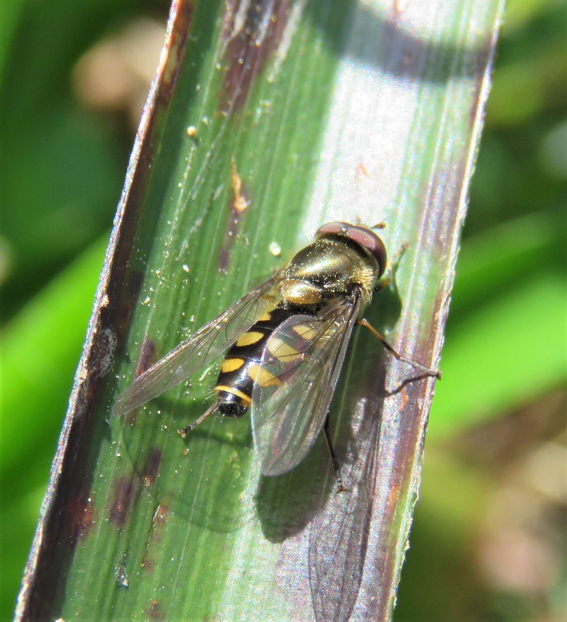 Image of Parasyrphus punctulatus (Verrall 1873)