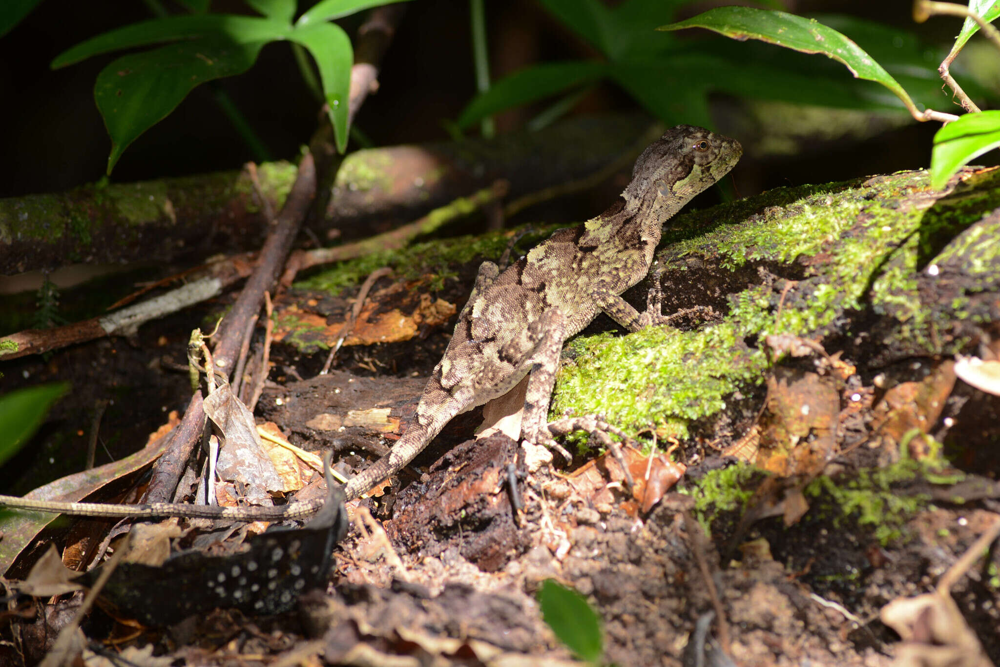 Image of Wied's Fathead Anole