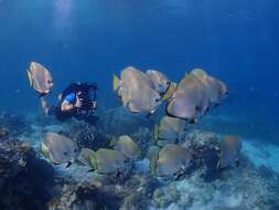 Image of Golden batfish