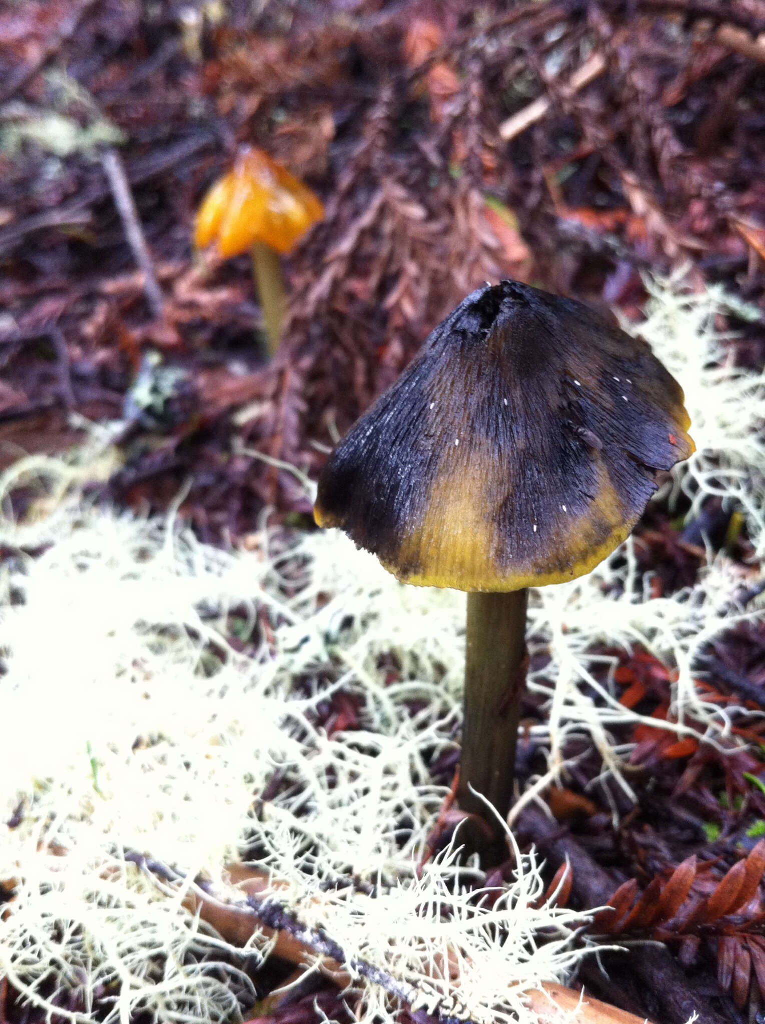 Image of Hygrocybe singeri (A. H. Sm. & Hesler) Singer 1958