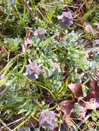 Image of purple deadnettle