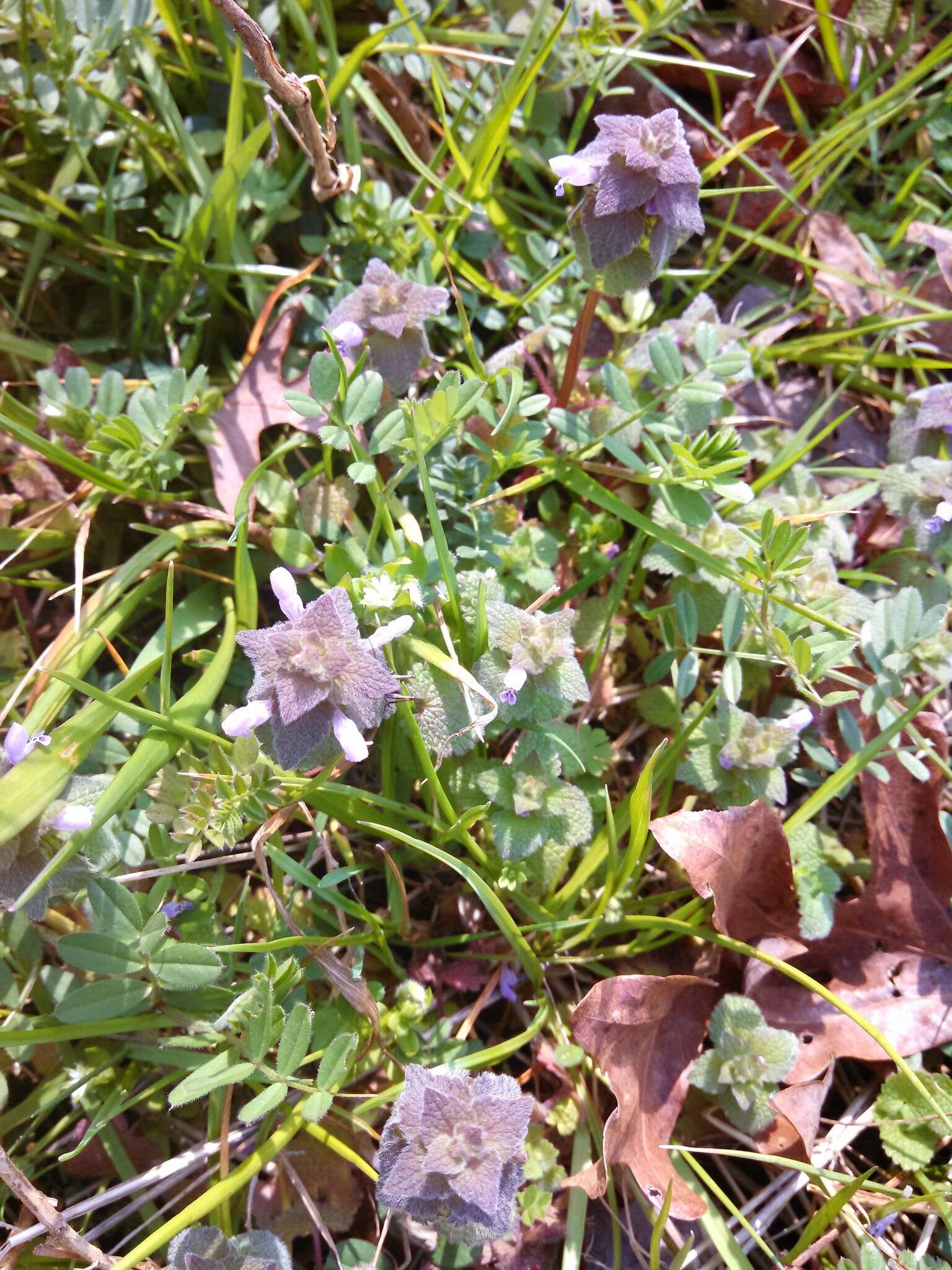 Image of purple deadnettle