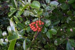 Image of Zanthoxylum delagoense Waterman