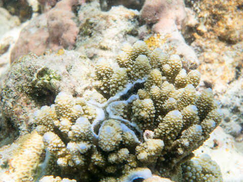 Image of Acropora gemmifera (Brook 1892)