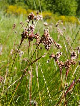 Image of field woodrush