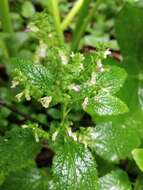 Image of Teucrium viscidum Blume