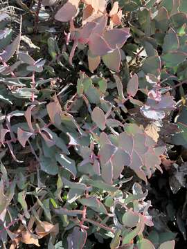 Image of Protea amplexicaulis (Salisb.) R. Br.