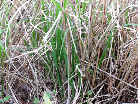 Imagem de Miscanthus sinensis Andersson