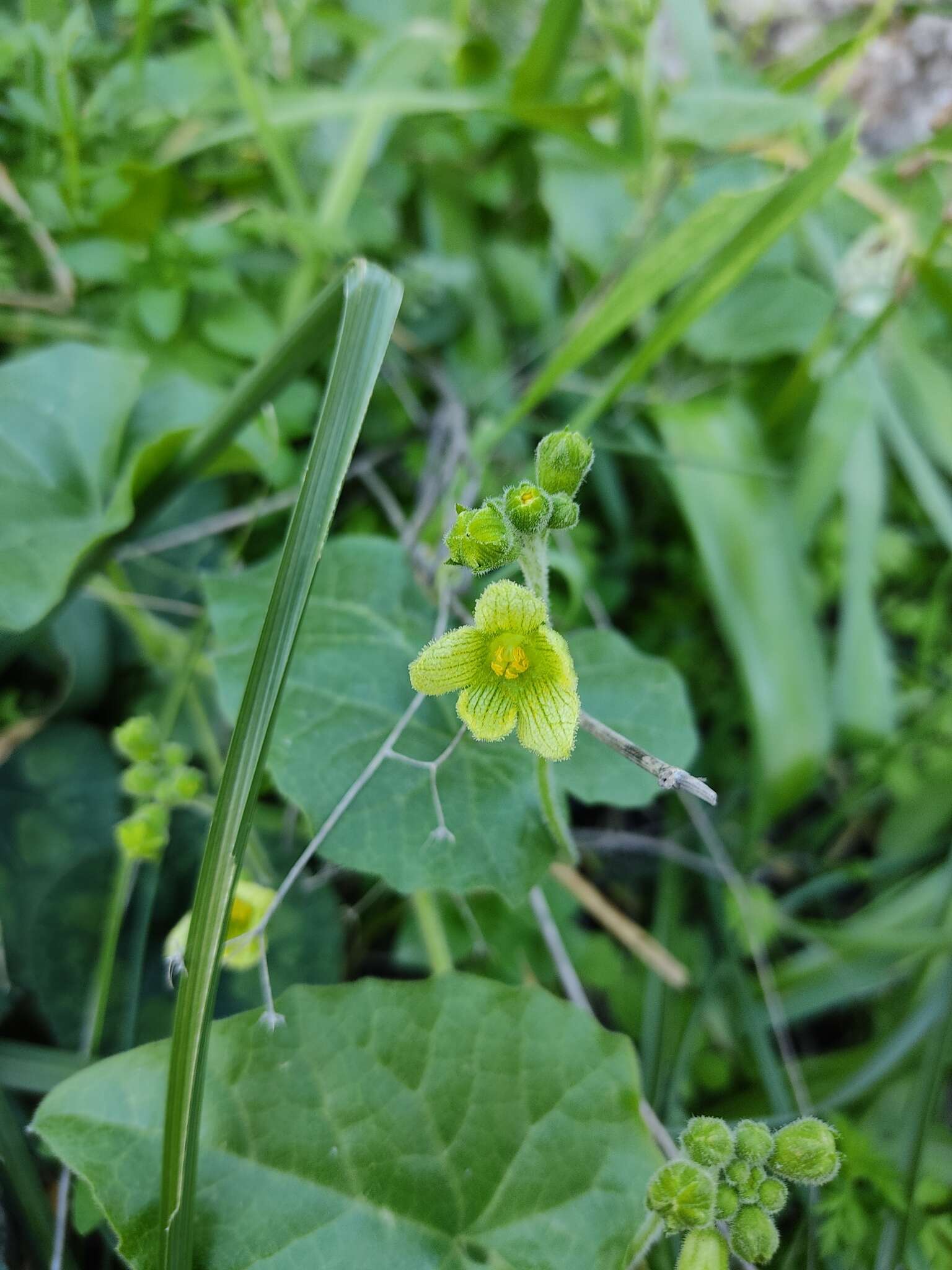 Image of Bryonia syriaca Boiss.