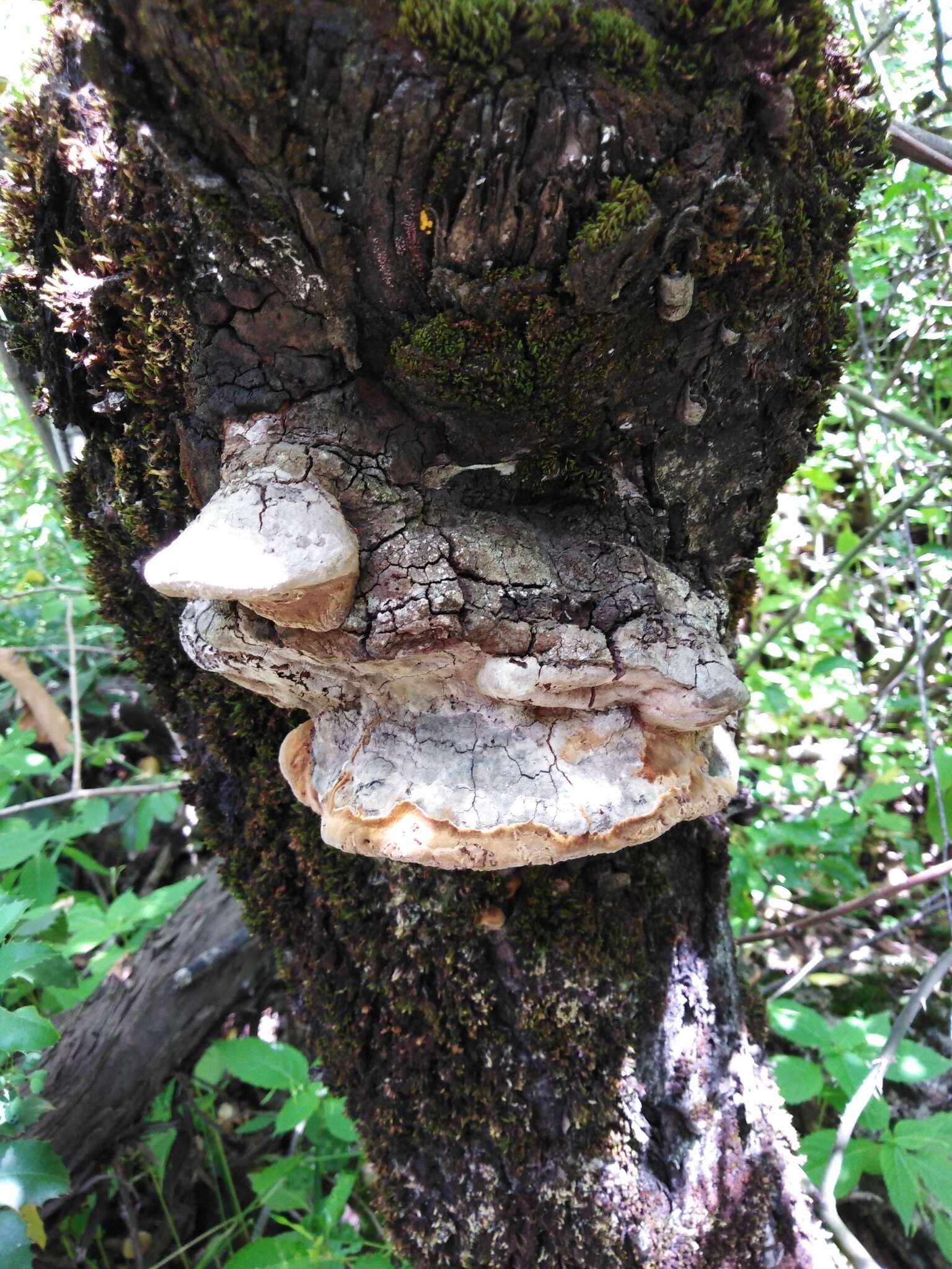 苹果木层孔菌的圖片