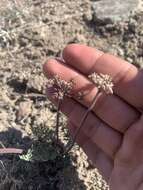 Image of Parish's biscuitroot