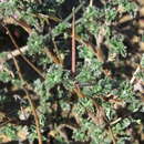 Image of Pelargonium plurisectum Salter
