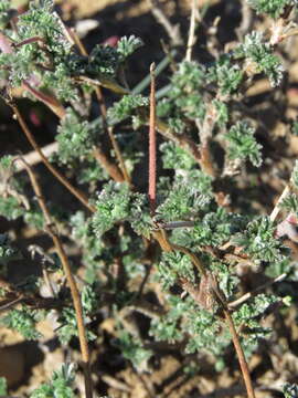 Image of Pelargonium plurisectum Salter