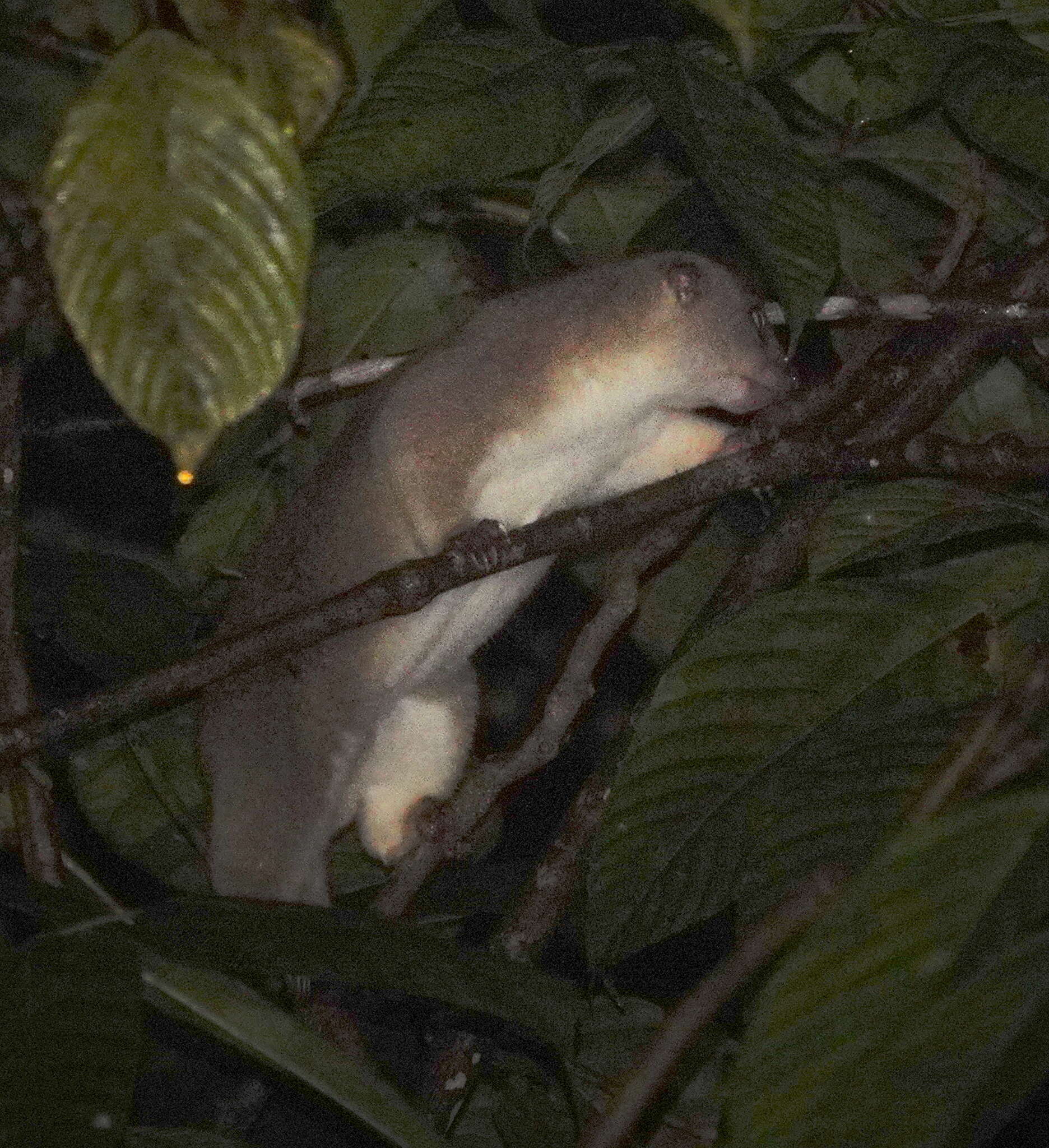 Image of Obi Cuscus