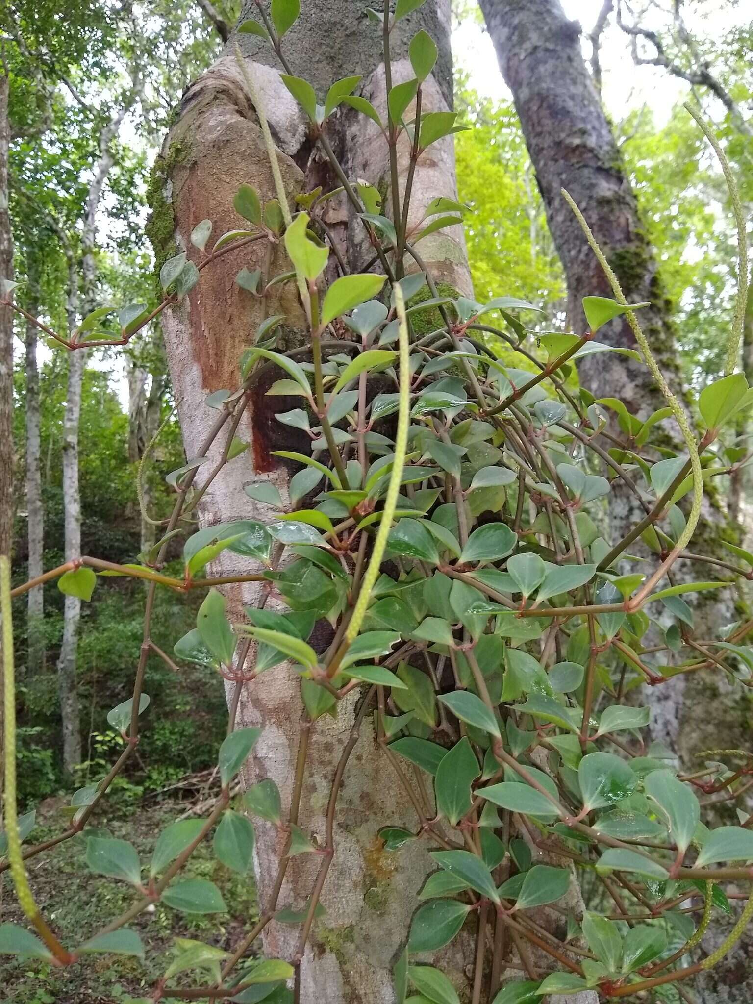 Image of Peperomia angustata Kunth