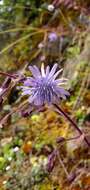 Image de Melanoseris bracteata (Hook. fil. & Thomson ex C. B. Cl.) N. Kilian