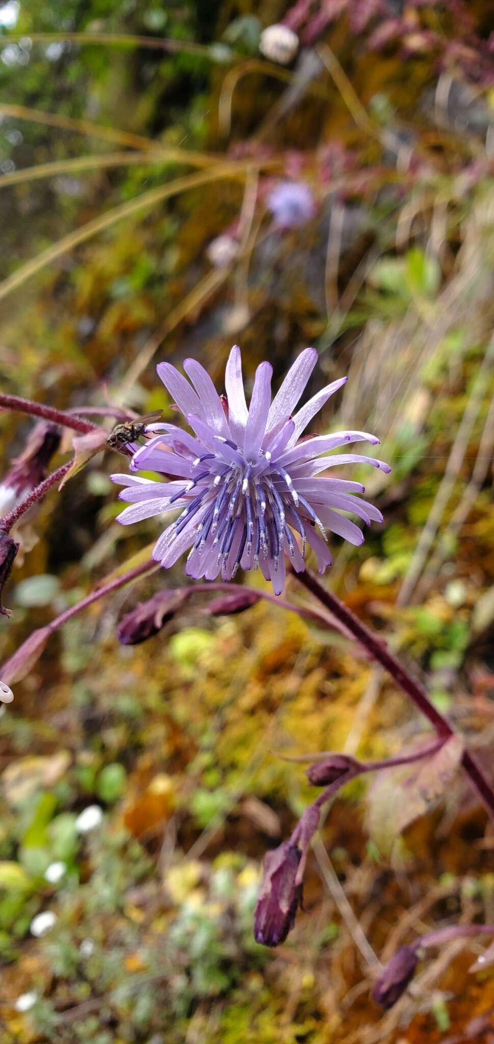 Image of Melanoseris bracteata (Hook. fil. & Thomson ex C. B. Cl.) N. Kilian