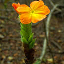 Imagem de Crossandra quadridentata Benoist