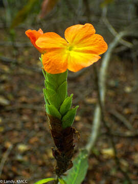 Image of Crossandra quadridentata Benoist