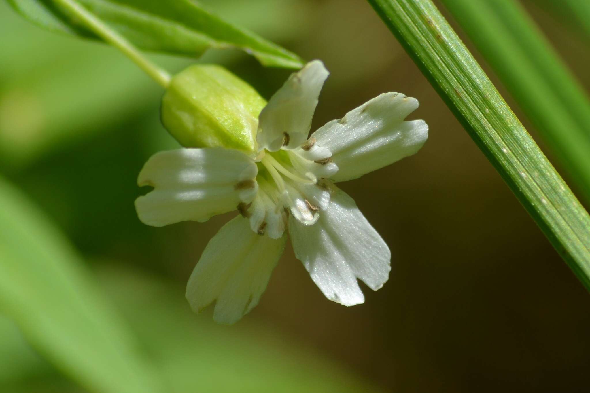 Слика од Silene nivea (Nutt.) Muhl.