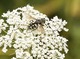 صورة Sericomyia lata (Cqouillett 1907)