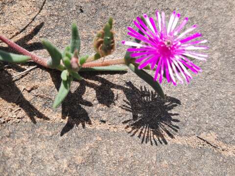 Image of Delosperma pilosulum L & Bolus